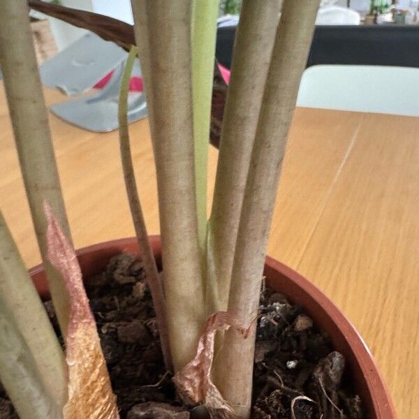 Alocasia sanderiana 樹皮