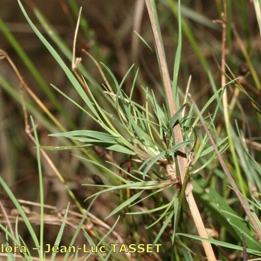 Agrostis canina Лист