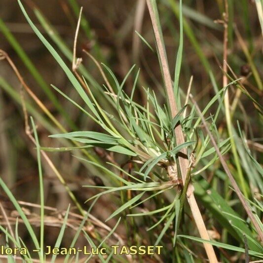 Agrostis canina Foglia