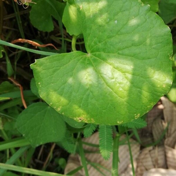 Centella asiatica 叶