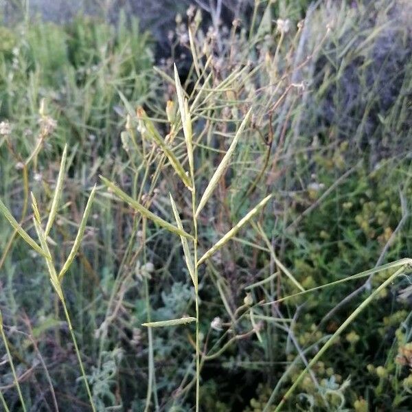 Brachypodium retusum Květ