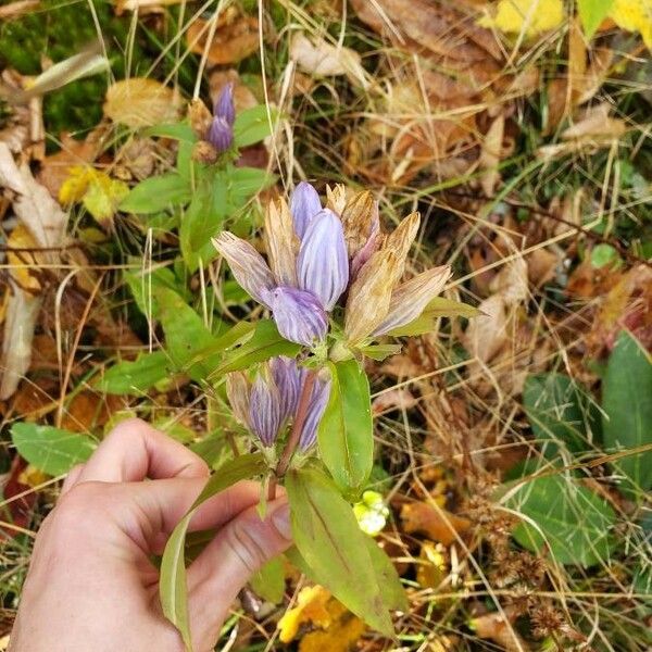 Gentiana andrewsii Fiore