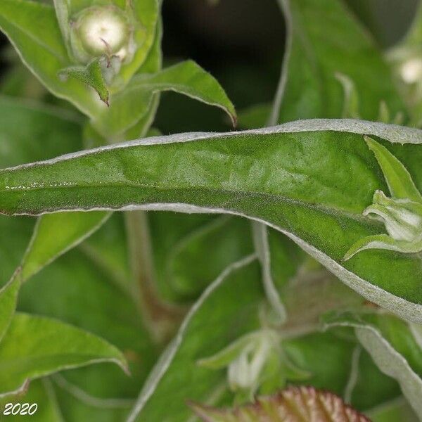 Helichrysum foetidum Blatt