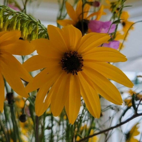 Helianthus angustifolius Fiore