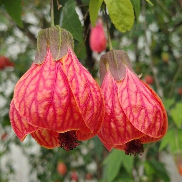 Callianthe picta Flower