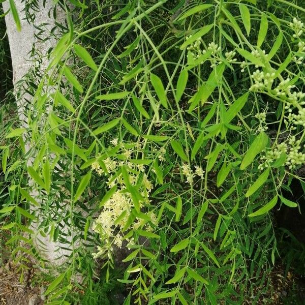 Moringa drouhardii 葉