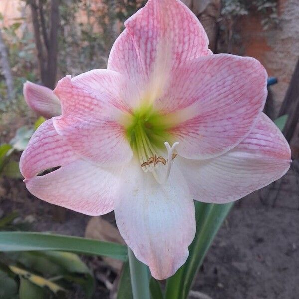 Hippeastrum reginae Flor