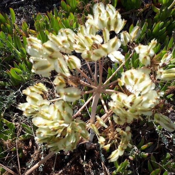 Thapsia garganica Fruto