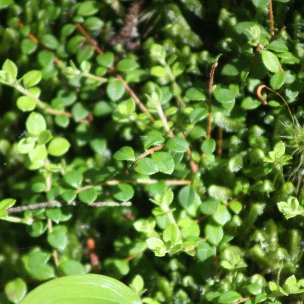 Gaultheria hispidula Habitus