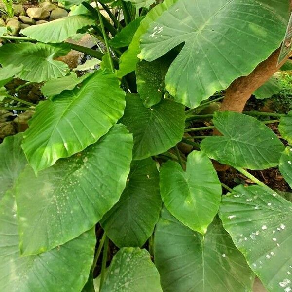 Colocasia esculenta ഇല