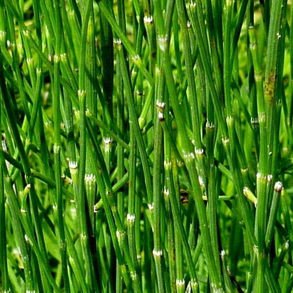 Equisetum ramosissimum Blatt