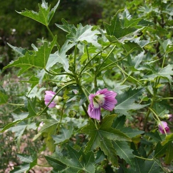 Malva assurgentiflora Květ