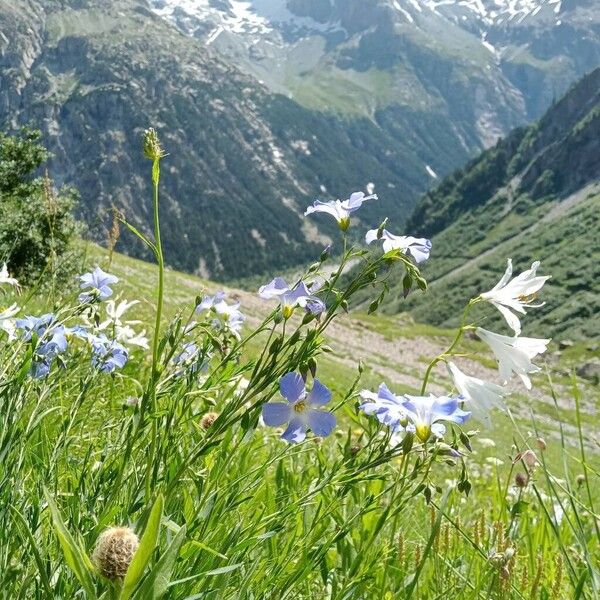 Linum alpinum Plante entière