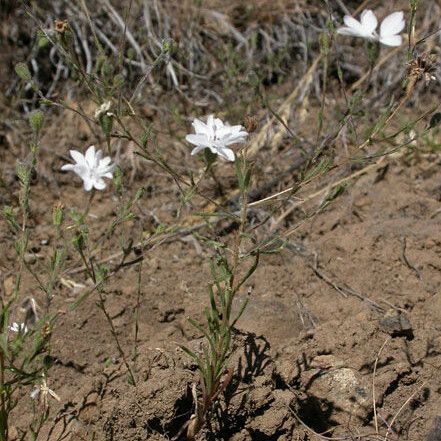 Blepharipappus scaber Habit