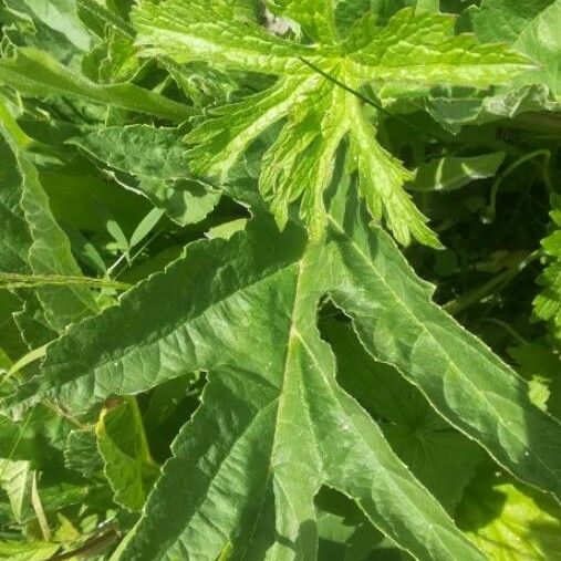 Heracleum sphondylium Yaprak