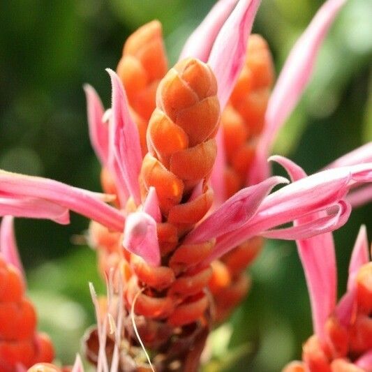 Aphelandra sinclairiana Kukka