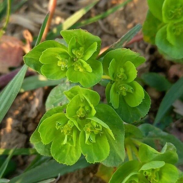 Euphorbia helioscopia Цветок