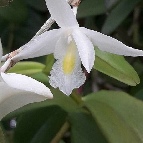 Dendrobium crumenatum Flor