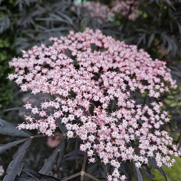 Sambucus racemosa Kvet