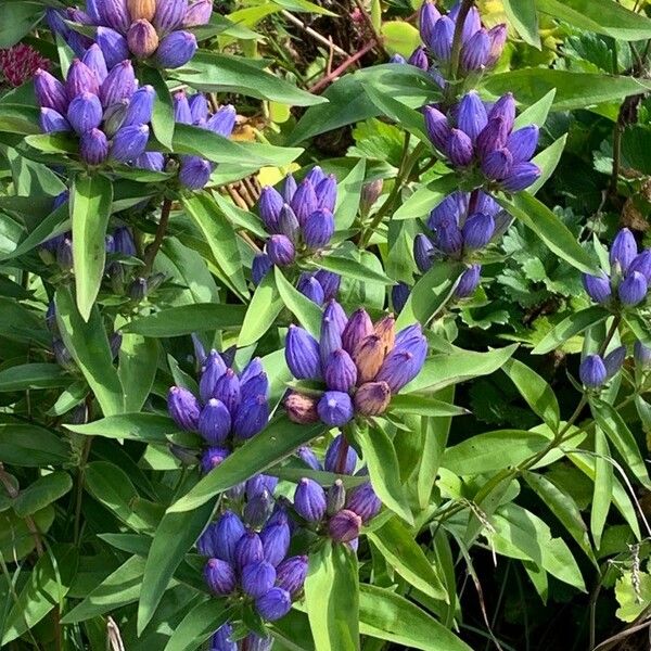 Gentiana andrewsii Кветка