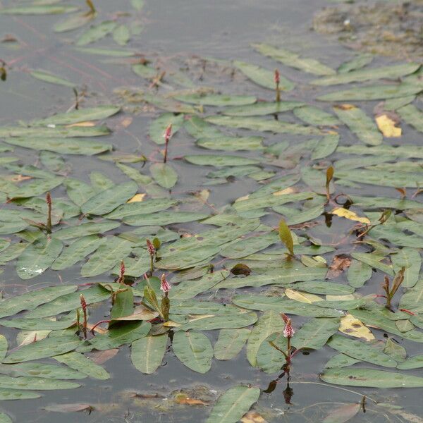 Persicaria amphibia Hábitos