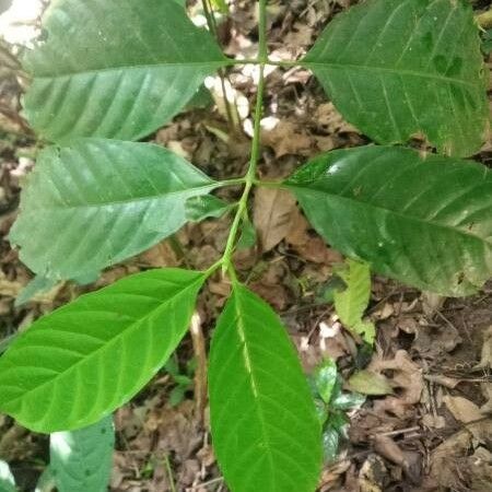 Coffea canephora 葉