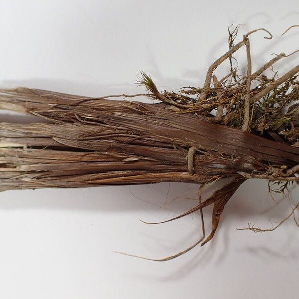 Carex esenbeckii Bark