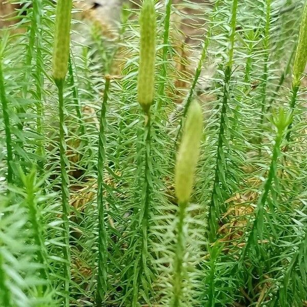 Lycopodium annotinum Цветок