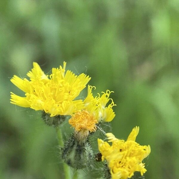 Pilosella cymosa Flower