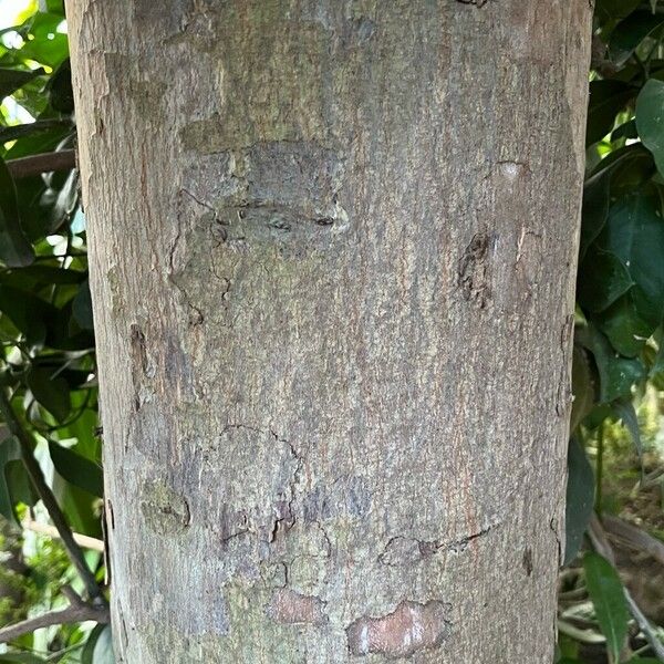 Afrocarpus falcatus Corteccia