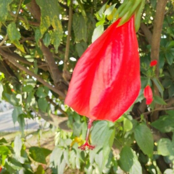 Malvaviscus penduliflorus Blüte