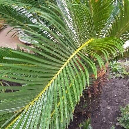 Cycas revoluta Leaf