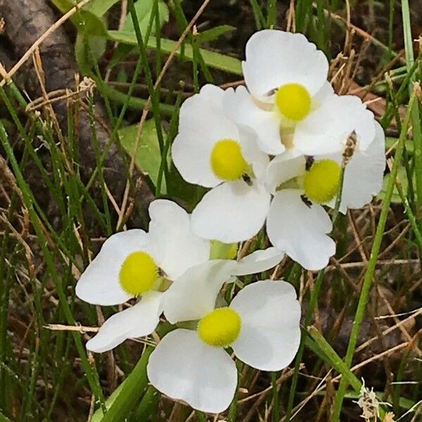 Sagittaria lancifolia Flower