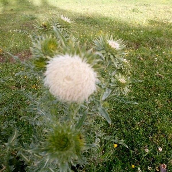 Cirsium glabrum Blüte