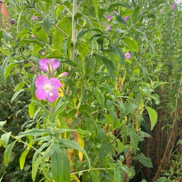 Epilobium hirsutum Õis