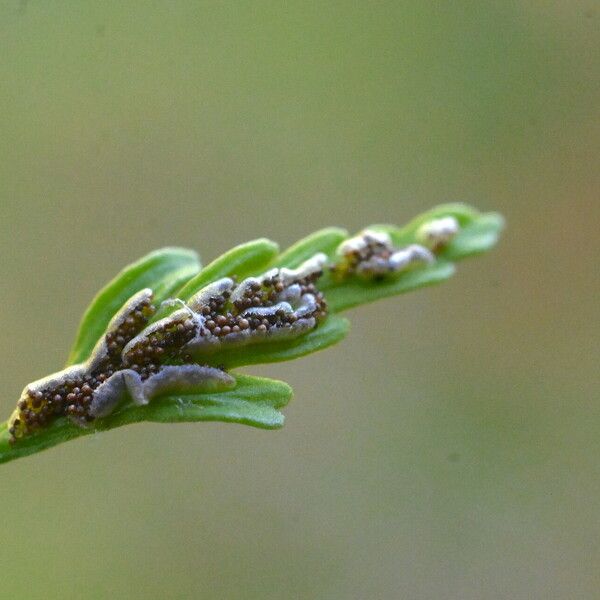 Asplenium seelosii 果実