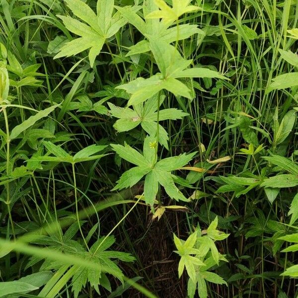 Anemonastrum canadense Habit