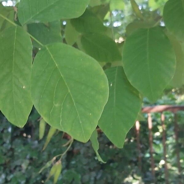 Cladrastis kentukea Leaf