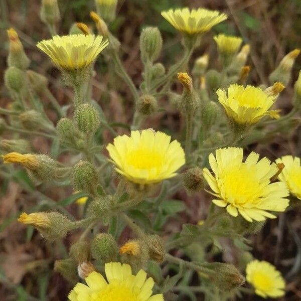 Andryala integrifolia Λουλούδι