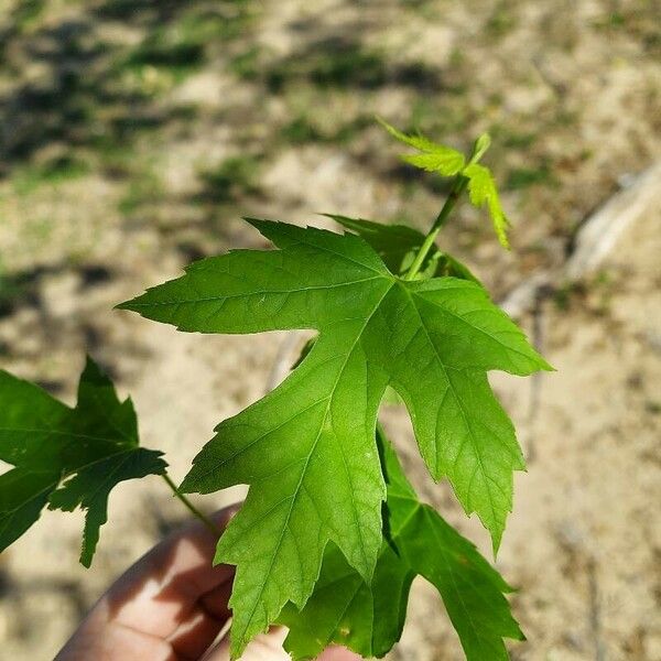 Acer saccharinum Blad