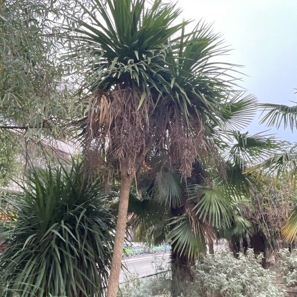 Cordyline australis Costuma