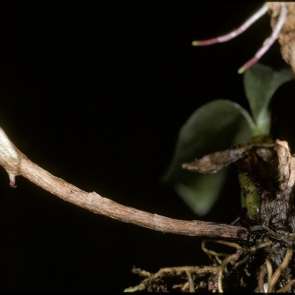 Bulbophyllum falcatum Casca