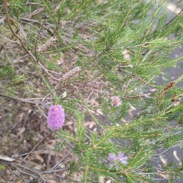 Melaleuca decussata Levél