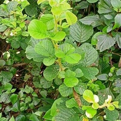 Rubus ellipticus Foglia