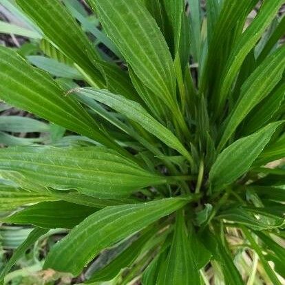 Plantago lanceolata Leaf