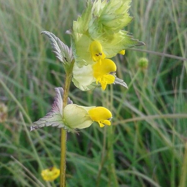 Rhinanthus minor 花