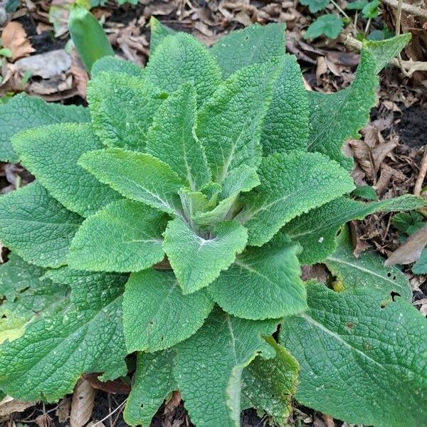 Digitalis purpurea Leaf