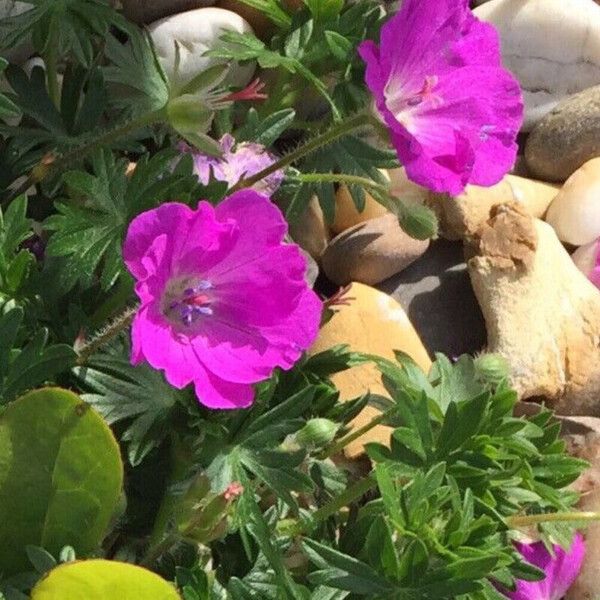 Geranium sanguineum Blomma