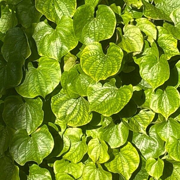 Dioscorea alata Leaf