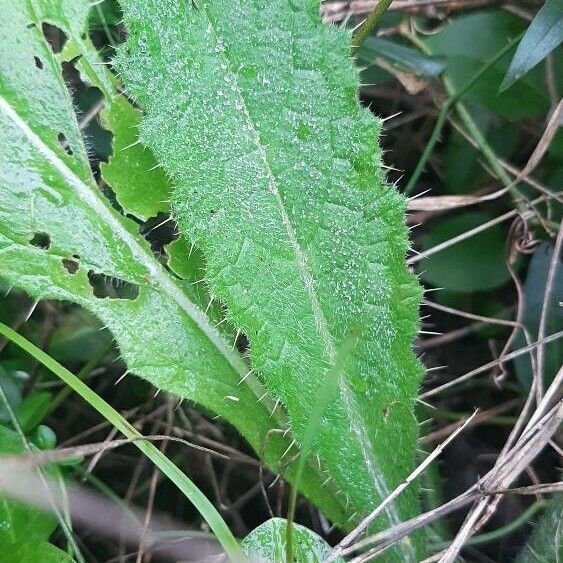 Cirsium brevistylum Hoja